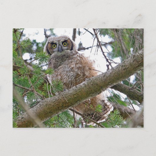 Carte Postale Baby Owl Staring (Devant)