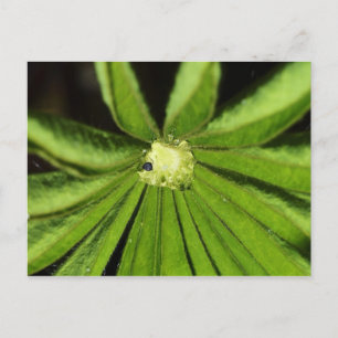 Carte Postale Baby Palm Plante par Shirley Taylor