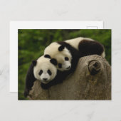 Carte Postale Baby panda géant Ailuropoda melanoleuca) 6 (Devant / Derrière)