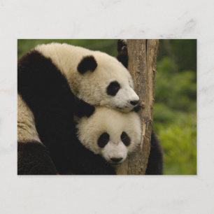 Carte Postale Baby panda géante Ailuropoda melanoleuca)
