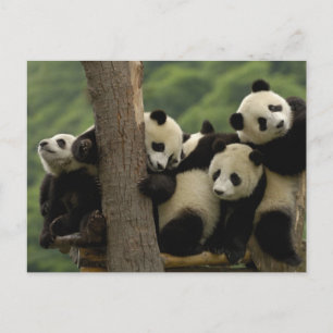 Carte Postale Baby panda géante Ailuropoda melanoleuca)