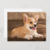 Carte Postale Baby Puppy Corgi (Devant / Derrière)