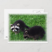 Carte postale Baby Raccoons (Devant / Derrière)