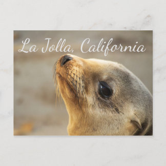 Carte Postale Baby Sea Lion, La Jolla Californie