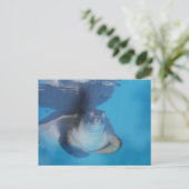 Carte postale Baby Sea Turtle (Debout devant)