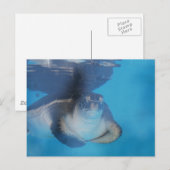 Carte postale Baby Sea Turtle (Devant / Derrière)