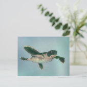 Carte Postale Baby sea Turtle (Debout devant)