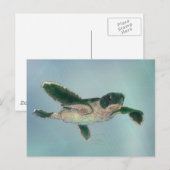 Carte Postale Baby sea Turtle (Devant / Derrière)