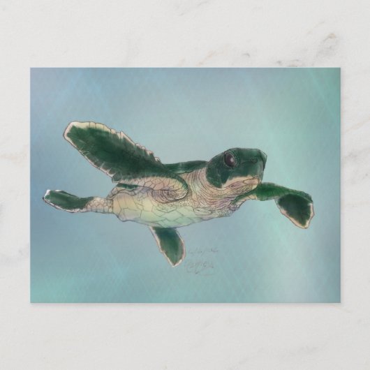 Carte Postale Baby sea Turtle (Devant)