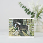 Carte Postale Baby Shaolin 2 (Debout devant)