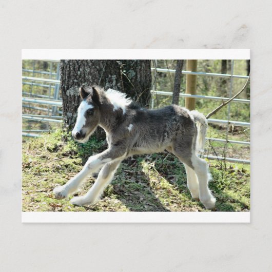 Carte Postale Baby Shaolin 2 (Devant)