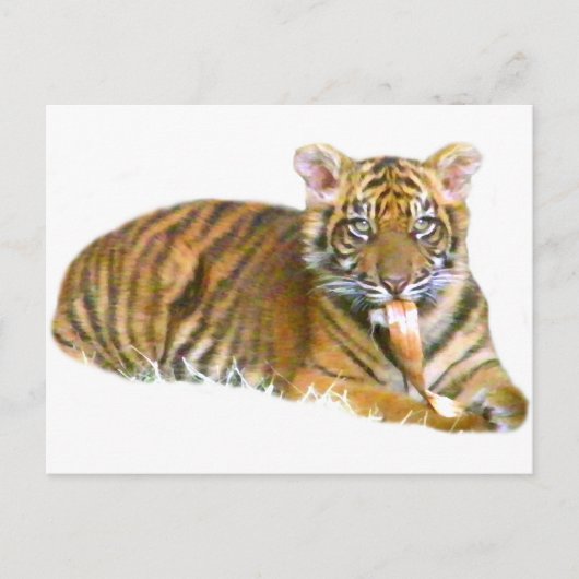 Carte Postale Baby Sumatran Cub_ (Devant)