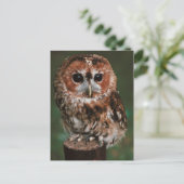 Carte Postale Baby Tawny Owl (Debout devant)