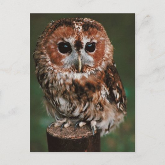 Carte Postale Baby Tawny Owl (Devant)