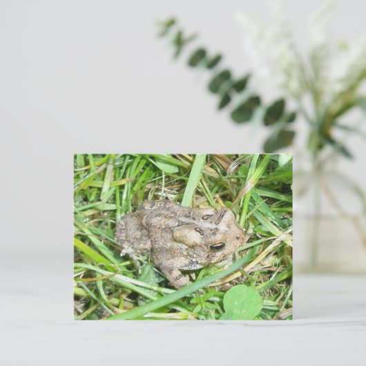 Carte Postale Baby Toad (Debout devant)