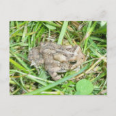 Carte Postale Baby Toad (Devant)