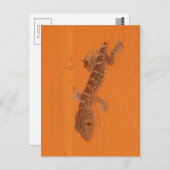 Carte Postale Baby Tokay Gecko (Devant / Derrière)