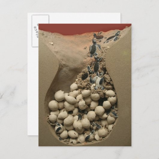 Carte Postale Baby Turtle Hatching (Devant / Derrière)