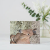 Carte Postale Baby Welsh Pony (Debout devant)