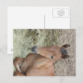 Carte Postale Baby Welsh Pony (Devant / Derrière)