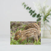 Carte Postale Baby Wild Boar (Debout devant)