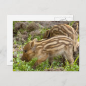 Carte Postale Baby Wild Boar (Devant / Derrière)