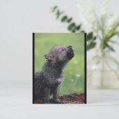 Carte Postale Baby Wolf Howls (Debout devant)