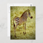 Carte Postale Baby Zebra (Devant / Derrière)