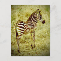 Baby Zebra