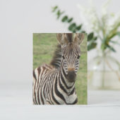 Carte postale Baby Zebra (Debout devant)
