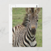 Carte postale Baby Zebra (Devant / Derrière)