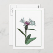 Carte postale Bachelor Button Botanical Photo-Sket (Devant / Derrière)