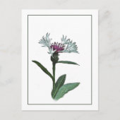 Carte postale Bachelor Button Botanical Photo-Sket (Devant)
