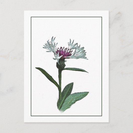 Carte postale Bachelor Button Botanical Photo-Sket (Devant)