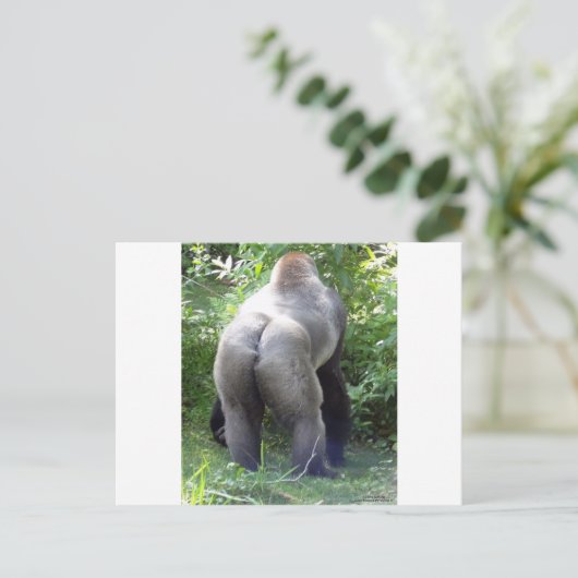 Carte Postale Backside of Gorilla (Debout devant)