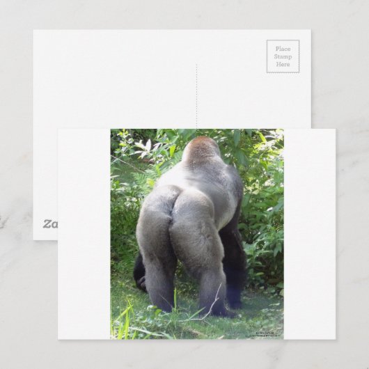 Carte Postale Backside of Gorilla (Devant / Derrière)