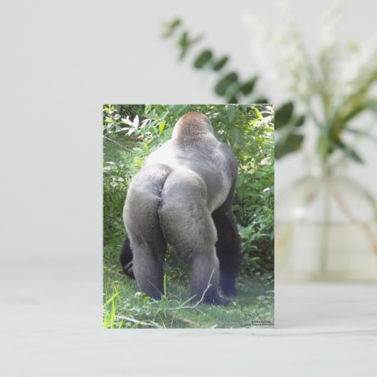 Carte Postale Backside of Gorilla (Debout devant)