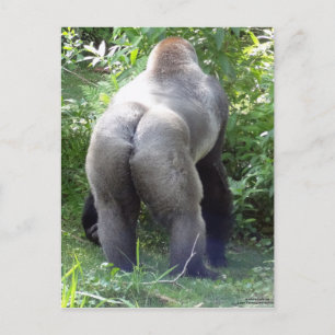 Carte Postale Backside of Gorilla