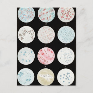 Carte Postale Bactérie