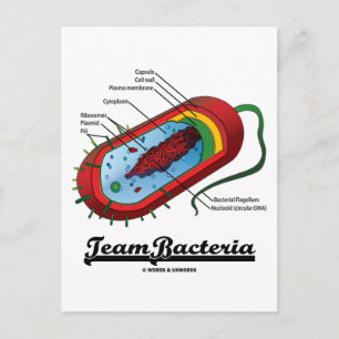 Carte Postale Bactéries d'équipe (Prokaryote)
