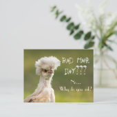 Carte Postale Bad Hair Day poulet (Debout devant)