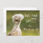 Carte Postale Bad Hair Day poulet (Devant / Derrière)