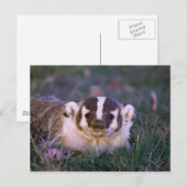 Carte Postale Badger (Devant / Derrière)
