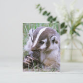 Carte Postale Badger (Debout devant)