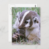 Carte Postale Badger (Devant / Derrière)