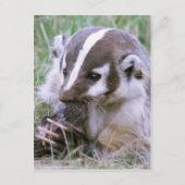 Carte Postale Badger (Devant)