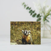 Carte Postale Badger (Debout devant)