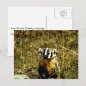 Carte Postale Badger (Devant / Derrière)