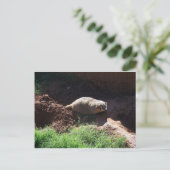 Carte Postale Badger (Debout devant)