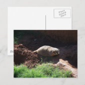 Carte Postale Badger (Devant / Derrière)